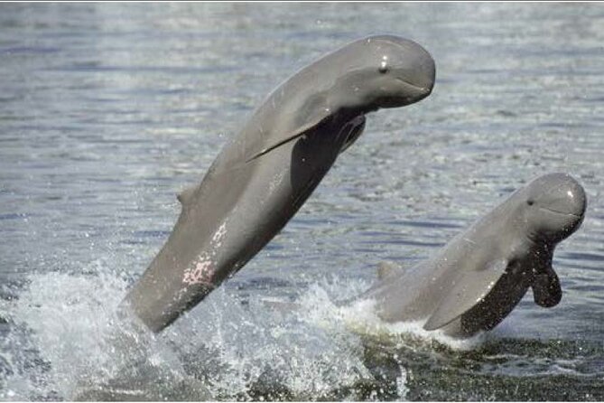 4 hours taking tuk tuk to see Mekong dolphins and countryside - Key Things to Know Before You Go