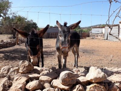 Albufeira Countryside Tuk Tuk Tour - From Ferreiras to Paderne Castle: What the Morning Road Teaches You