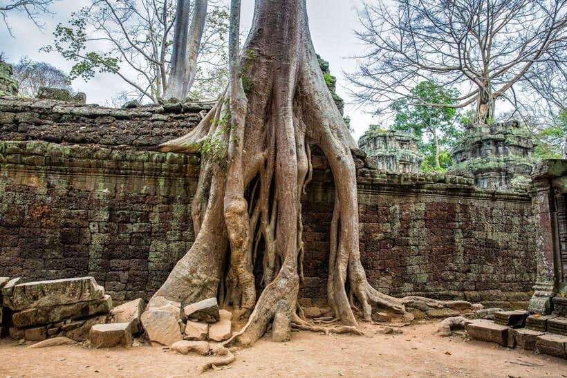 Angkor Wat Small Tour Sunrise With Private Tuk Tuk - Ta Prohm and Banteay Kdei: trees, texture, and quieter contrast