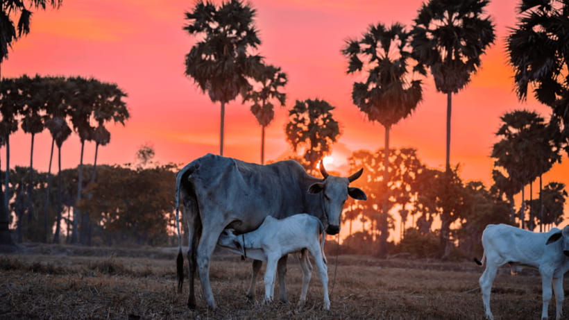 Authentic Siem Reap: Tuk Tuk Countryside and Sunset Tour - Wat Athwear Road and Wat Po Banteaychey: small stops that set the tone