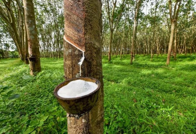 Ella: Tuk Tuk Tour to Diyaluma and Secret Waterfalls - Koslanda Rubber Plantation: Learn Something Real Between Waterfalls