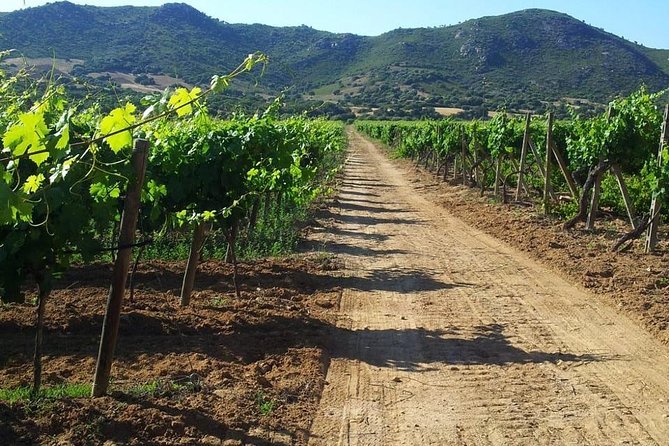 Exclusive Private Tuk-Tuk Tour: Visit to a Sardinian Winery - Scenic Drives and the Olbia Stops You Don’t Want to Skip
