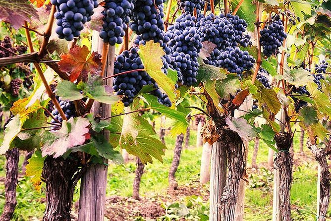 Exclusive Private Tuk-Tuk Tour: Visit to a Sardinian Winery - Who Should Book This Tuk-Tuk Winery Tour?