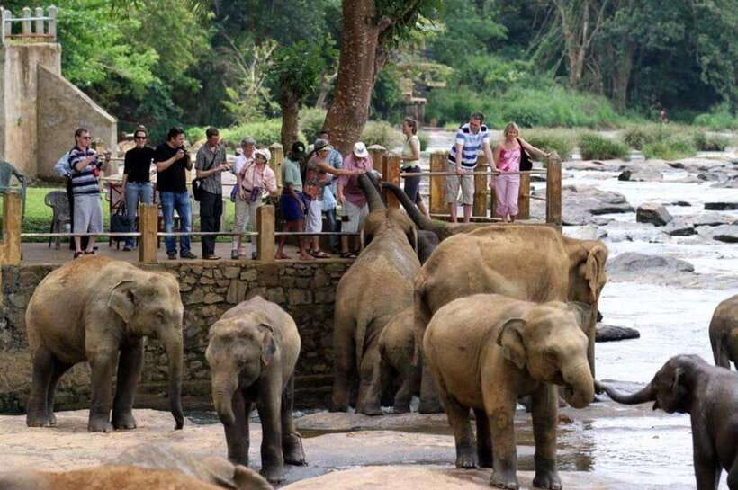 From Kandy: Kandy To Pinnawala Day Tour by Tuk Tuk - Key Points You’ll Care About