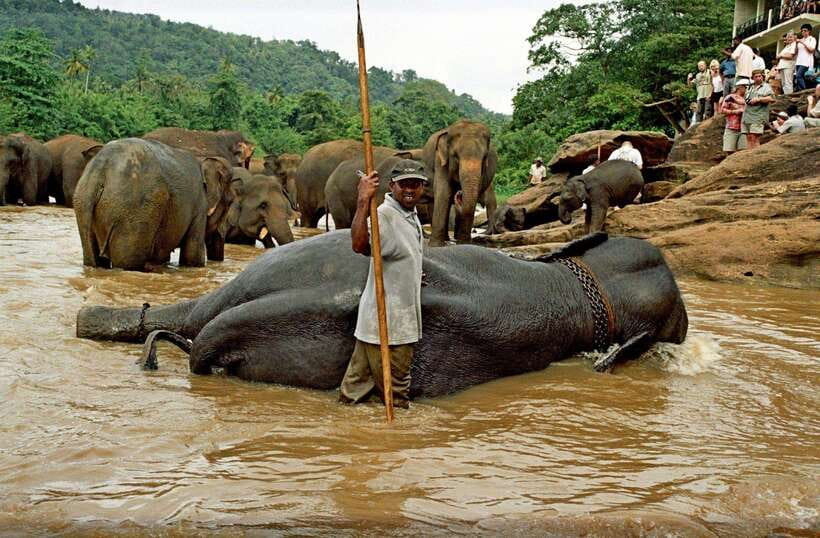 From Kandy: Kandy To Pinnawala Day Tour by Tuk Tuk - Best fit: who should take this day tour