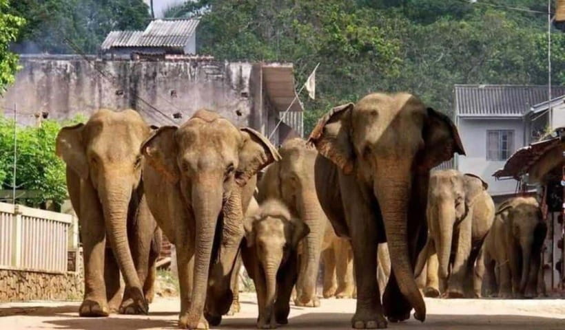 From Kandy: Kandy To Pinnawala Day Tour by Tuk Tuk - Feeding moments, river time, and how to pace your elephant visit