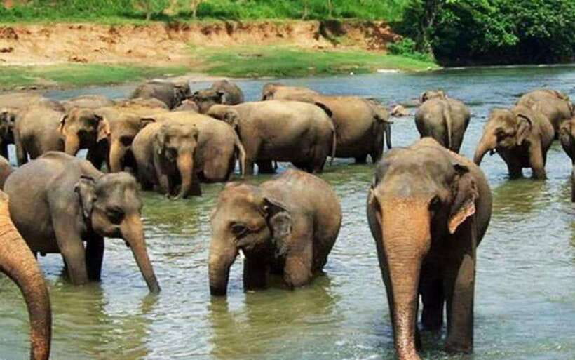 From Kandy: Kandy To Pinnawala Day Tour by Tuk Tuk - Adding Royal Botanic Gardens Peradeniya: a breather after elephants