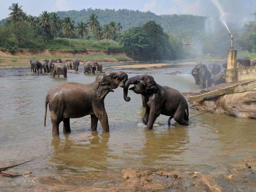 From Kandy: Kandy To Pinnawala Day Tour by Tuk Tuk - Temple of the Sacred Tooth Relic: a calm hour with meaning