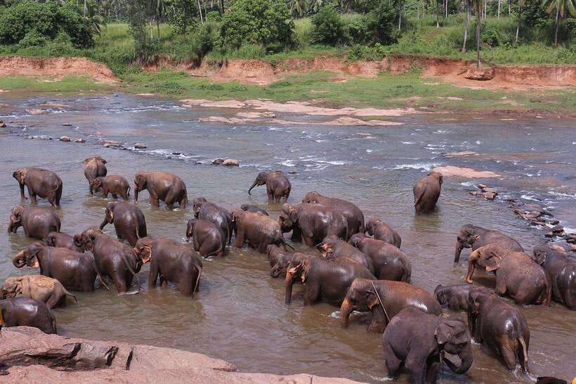 From Kandy: Kandy To Pinnawala Day Tour by Tuk Tuk - What’s included (and what you’ll pay separately)