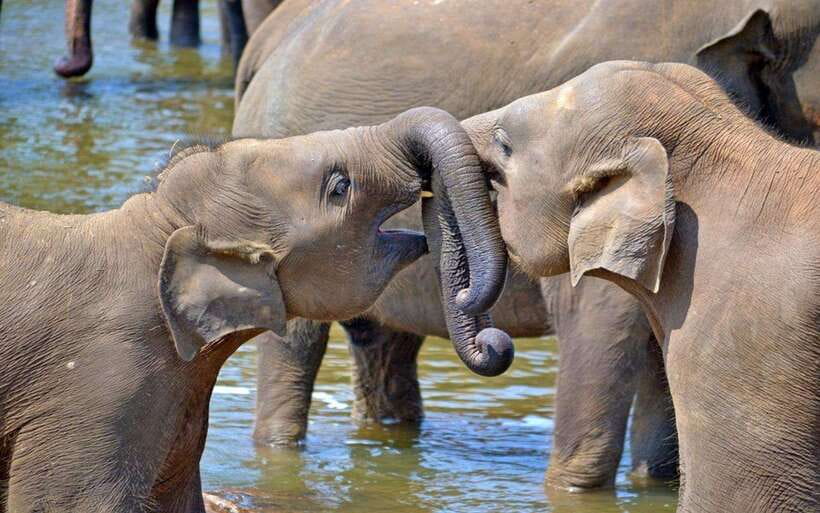 From Kandy: Kandy To Pinnawala Day Tour by Tuk Tuk - Pinnawala Elephant Orphanage: what you’ll see and why timing matters