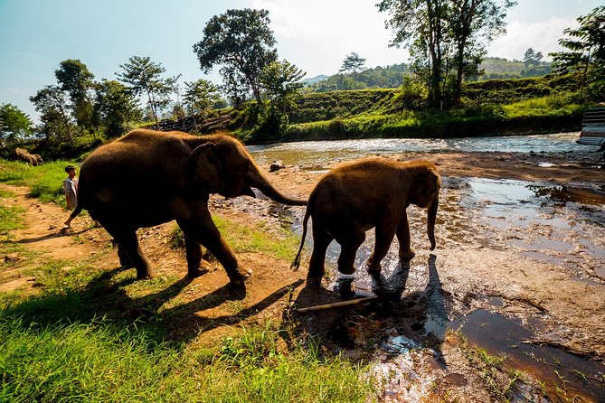 Full-Day Guided Tuk Tuk Chiang Mai Adventure and Rafting - Lunch in Mae Wang: vegetarian-friendly, no fuss
