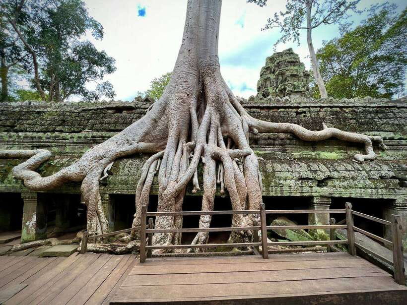 Full Day Private of Angkor Wat Tour with Tuk Tuk - Ta Prohm: giant tree roots and that instantly recognizable Angkor look