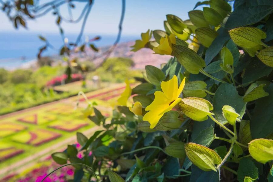 Funchal: Botanical Garden and Old Town Private Tuk-Tuk Tour - Tips to Make the Most of Your Ride