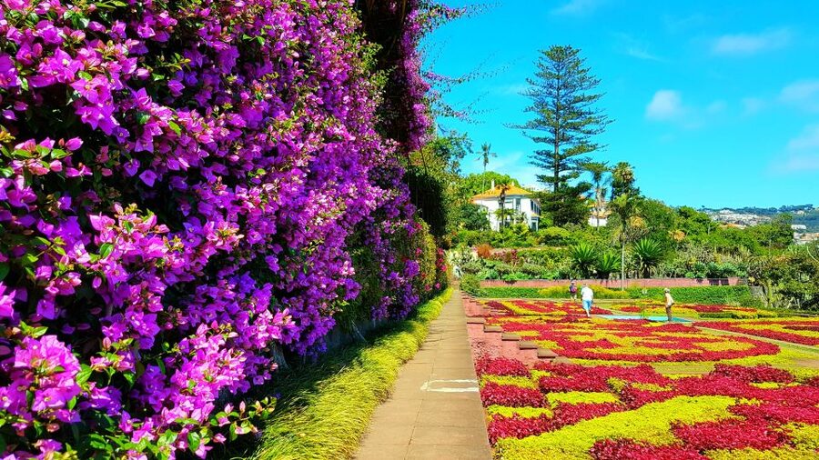 Funchal: Madeira Botanical Garden Private Tuk-Tuk Tour - Tuk-Tuk To the Funchal Hills: Why This Tour Feels Different