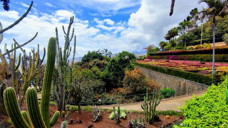 Funchal: Madeira Botanical Garden Tuk-Tuk Tour + Old Town - Guide quality: why Alexis, Miguel, and Ricardo get praised