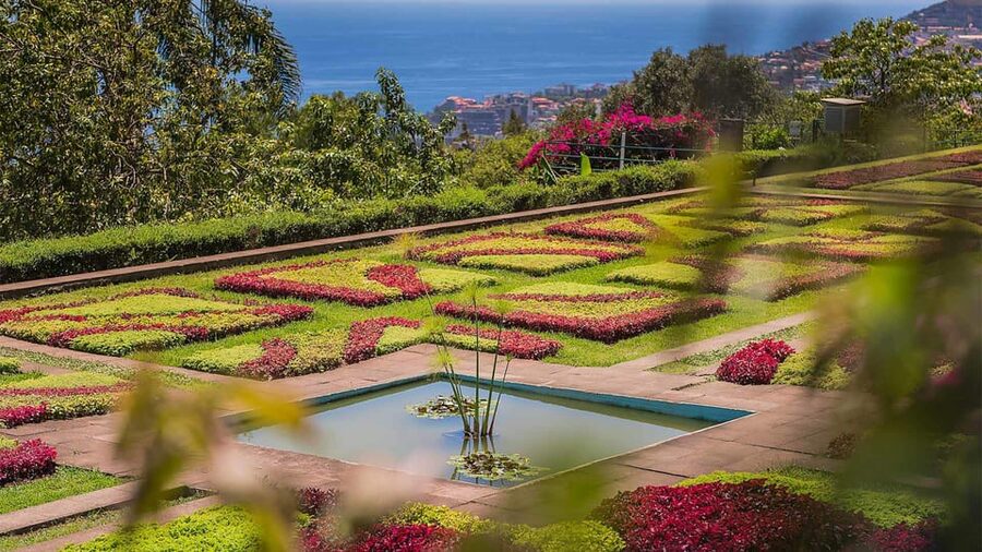 Guided Tuk-Tuk Tour to Botanical Garden (From Funchal) - Where the “History of the Area” Fits In