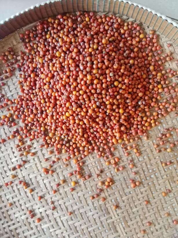 Kampot: Tuk Tuk Trip to Pepper Farm, Kep, Crab Market & More - Pickup Points, Tuk Tuk Comfort, and How the $25 Value Adds Up