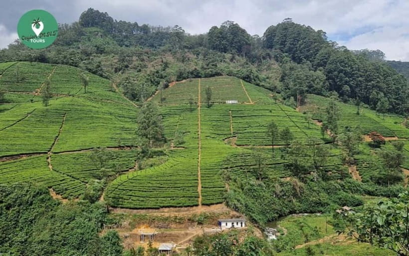 Kandy: Nuwara Eliya Day Explore by Tuk tuk with Local Guide - Price and value: $54 makes sense if you want guidance, entry, and tea time
