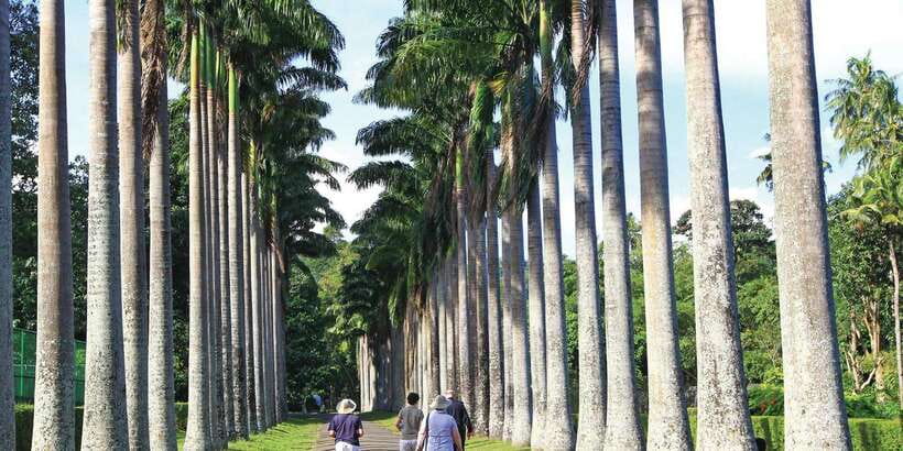 Kandy: Private Guided City Tours by Tuk Tuk Sightseeing Tour - Tea Factory Visit and Tea Tasting: What Ceylon Tea Really Means