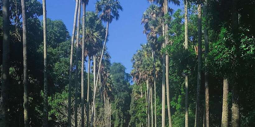 Kandy: Private Guided City Tours by Tuk Tuk Sightseeing Tour - Ceylon Gem Museum: Learn the Stones, Skip the Pressure