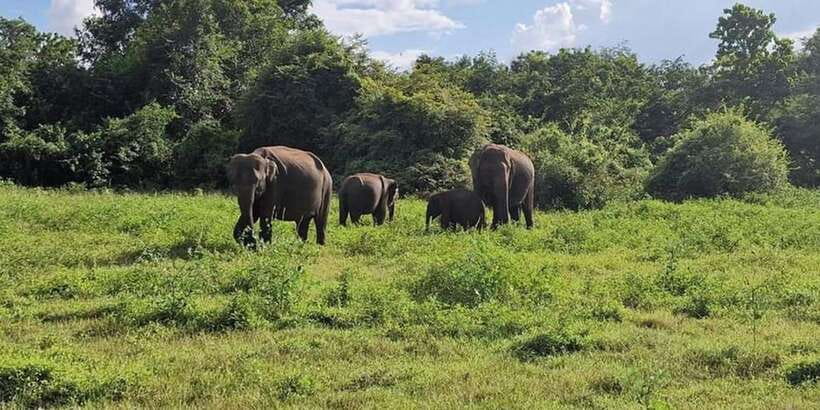 Kandy: Sigiriya, Dambulla & Wildlife Safari Private Tour - Sigiriya Rock Fortress: The Views Cost You Stairs