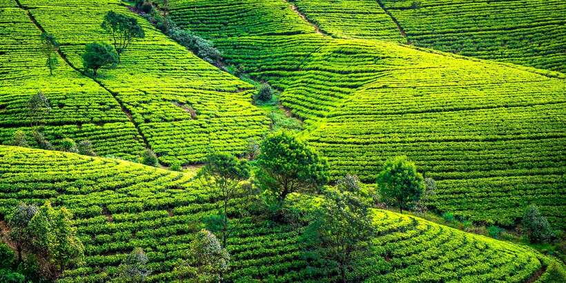 Kandy To Nuwara Eliya Day Tour By Tuk Tuk Sri lanka - Wood Carving Family Workshop: Art You Can Actually See Up Close