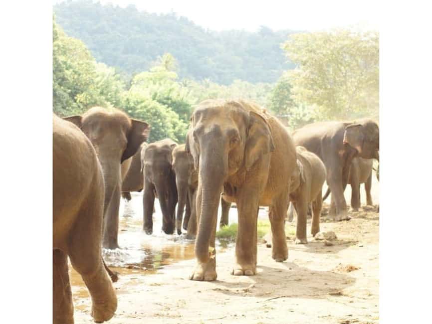 Kandy to Pinnawala Orphanage and Ambuluwawa TukTuk Day Tour - Royal Botanical Garden Peradeniya: A Beautiful Detour (Paid Entry)
