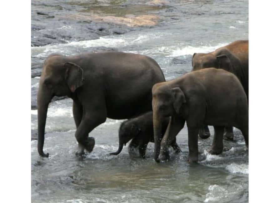 Kandy to Pinnawala Orphanage and Ambuluwawa TukTuk Day Tour - Pinnawala Elephant Orphanage vs Millennium Elephant Foundation