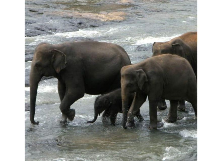 Kandy to Pinnawala Orphanage and Ambuluwawa TukTuk Day Tour - Mahaweli River, Gem Museum, and Cultural Stops