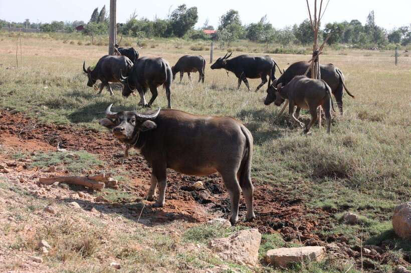 Kep town: Local tuk tuk to Countryside & Pepper farm - Phnom Chhngok cave: older stone, cooler air, and big context