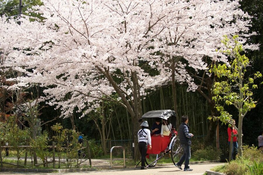 Kyoto: Arashiyama Customized Rickshaw Tour & Bamboo Forest - Value check: is $51 a good deal?