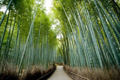 Kyoto Arashiyama Rickshaw Tour with Bamboo Forest - Getting to the start: Sagatenryūji area and how the timing feels