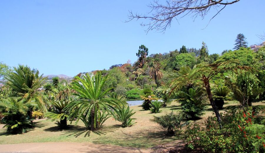 Madeira: Botanical Garden in a Tuk-Tuk Tour - Tuk-tuk to the gardens: why this works so well on Madeira