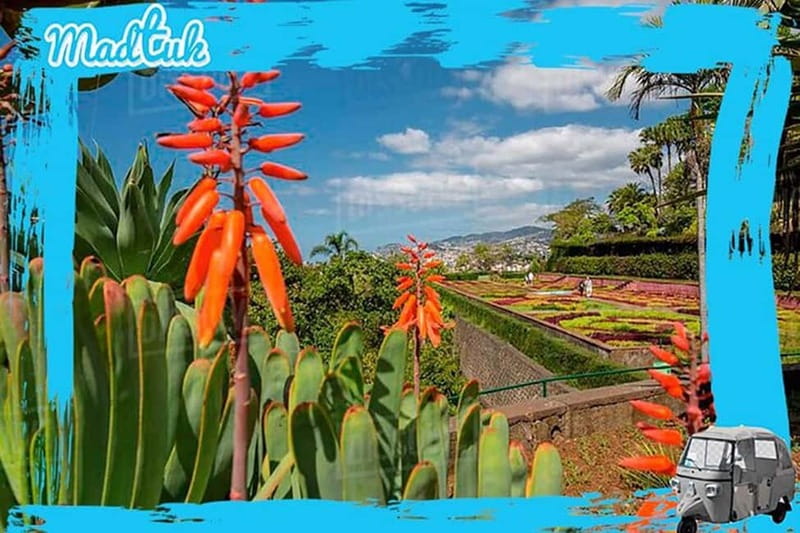 Madeira: Botanical Gardens + Old Town Tuk-Tuk Tour by MadTuk - Tips to make your 1.5 hours feel effortless