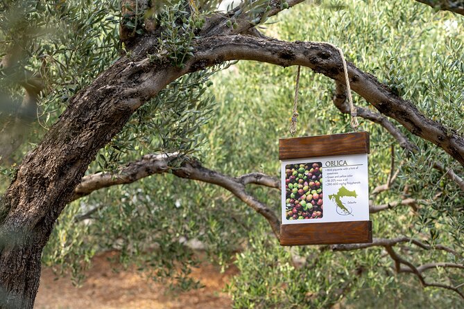 Makarska Tuk Tuk Tour Olive Grove, Scenic Views and Tastings - Hillside ride and quiet photo stops above Makarska