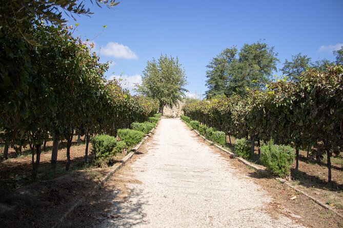 Naples Tuk Tuk Experience Views and Vineyards - Riding the promontory turns: more panoramas than you expect