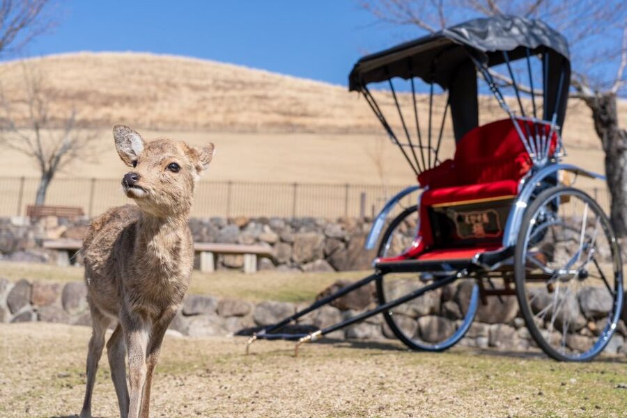 Nara: Cultural Heritage Tour by Rickshaw - Key highlights you’ll actually feel during the ride