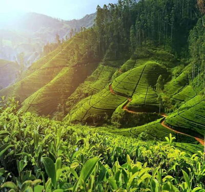 Nuwara Eliya: Tea Factory and Pickle Waterfalls Tuk Tuk Tour - Damro Labookellie Tea Centre: from tea garden walk to pickle tea
