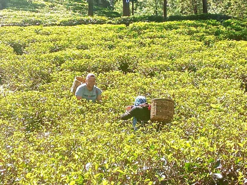 Nuwara Eliya: Tea Factory and Pickle Waterfalls Tuk Tuk Tour - Ramboda Waterfalls: 109 meters, plus a step-and-sweat reality check