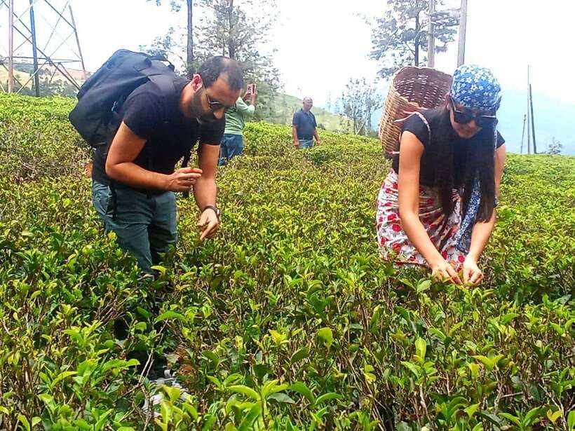 Nuwara Eliya: Tea Factory and Pickle Waterfalls Tuk Tuk Tour - Price and value: why $33 often feels fair here