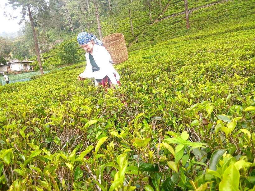 Nuwara Eliya: Tea Factory and Pickle Waterfalls Tuk Tuk Tour - Who should book this tour (and who should think twice)