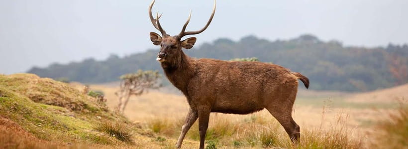 Nuwara Eliya to Horton Plains, Strawberry& Ambewela Farm TUK - The walk in Horton Plains: what you’ll actually experience