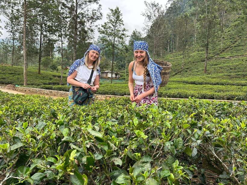 Nuwara Eliya Tuk-Tuk Tour Tea Picking,Tasting &Ramboda Falls - How this 4.5-hour tuk-tuk loop works in Nuwara Eliya