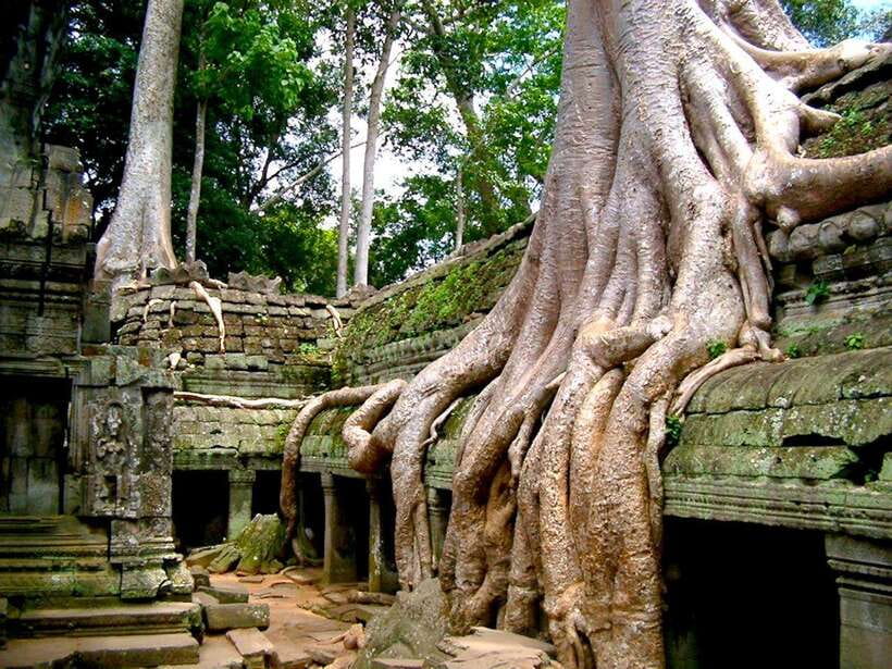 Private Angkor Sunrise, Guide Breakfast and Tuktuk included - Ta Prohm after sunrise: the monk-city feel and the 1850s story