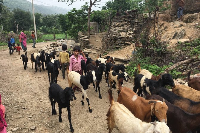 Private Udaipur Village Tour by Tuk-Tuk or by Car - Price, duration, and what you’re really paying for