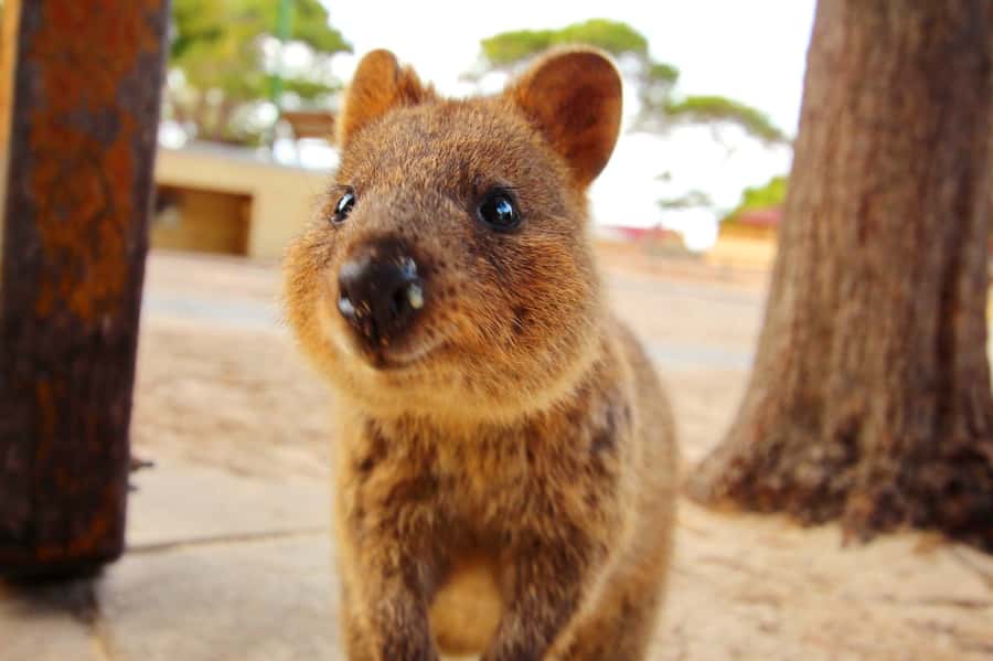 Rottnest Island - E-Rickshaw Tour with private guide - Meeting in Thomson Bay and getting oriented fast