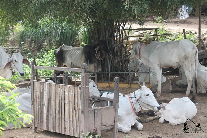 Silk Island & countryside of Phnom Penh by Tuk Tuk - Mekong Silk Island: Farms, Weavers, and Silk Making