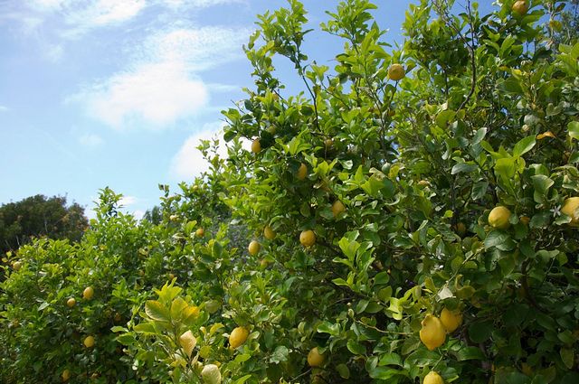 Sorrento farm by tuk tuk: pizza,limocello and cheese tasting - Key things that make this tour worth your time