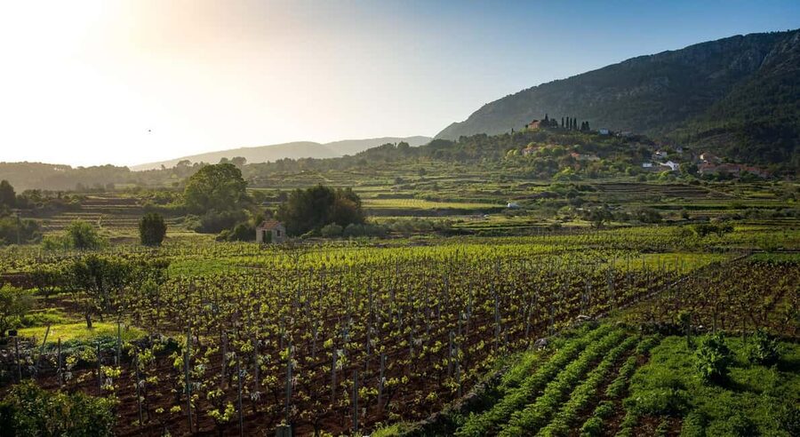 Stari Grad: Private Tuk-Tuk tour with Wine tasting - The Vrisnik stop is where the tour earns its keep