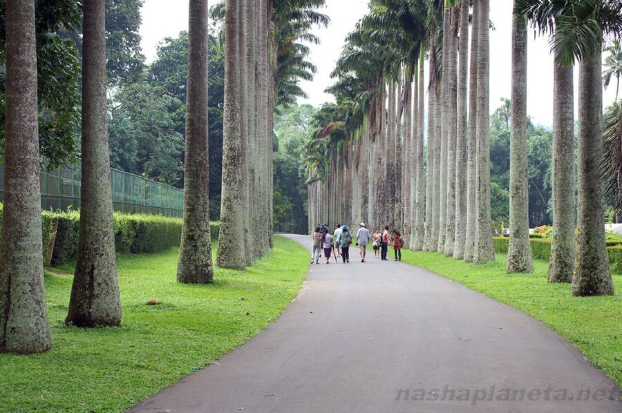 Three Temples Loop In Kandy Day Tour By Tuk Tuk - Where the time really goes: pace, walking, and what to wear